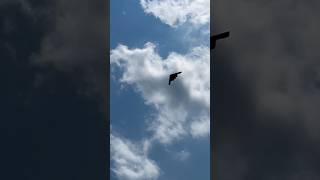 B2 Stealth bomber flyover [upl. by Daraj]