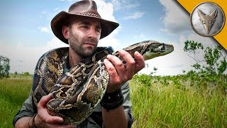 Giant Snake of the Everglades  The Invasive Burmese Python [upl. by Dajma]