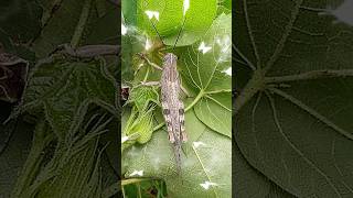 Insects video GrassHopper  grasshopper insect  grasshopper for cats  grasshopper inforestj A1 [upl. by Amalbergas]