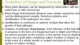 Lecture 11  Identification Isolation of fungi and bacteria  Dr Rana Samara [upl. by Assed]