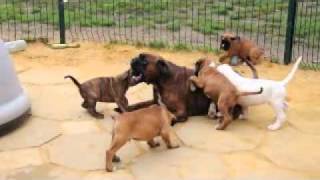 Doksana avec les 21 chiots de 65 semaines Boxers des Chetemis 2011 [upl. by Jedthus]