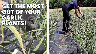 How to Harvest Garlic Scapes and Why You Should [upl. by Enihpad963]