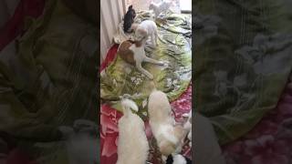 😊 Funny Puppies 🐶 Playing amp Fighting 😅shorts funnypuppy puppyfight puppyplaying puppies puppy [upl. by Roselani]