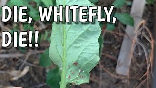 How to Nip a Whitefly Infestation in the Bud [upl. by Gwenneth753]