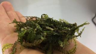 Cameroon moss aquarium plant  rare [upl. by Airbmak]