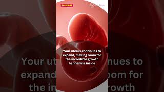 6 WEEK PREGNANT Whats Happening Inside You pregnant pregnancy pregnancysymptoms babyinwomb [upl. by Kaasi]