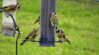 Goldfinches feeding on nyjer seed feeder [upl. by Aliahkim359]