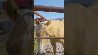 Montana Horse Property  The Equestrian Dream [upl. by Mignonne]