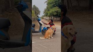 Subscribe for more videos like this goldenretriever puppies doglover [upl. by Loma]