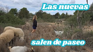 Las cabras nuevas salen de paseo [upl. by Auburn]