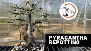 Pyracantha Bonsai Repotting Game of Thorns  The Bonsai Supply [upl. by Sundin]