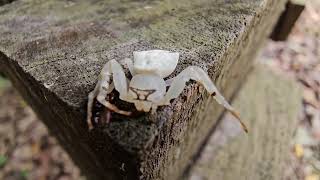 Crab Spider  Thomisus spA  attacked by pseudoscorpion2 [upl. by Kalila]