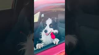 ¡Aventuras perrunas con Chevrolet 🚗🐶  Nuestro perrito estrella nos lleva a su día de rodaje 🎥 [upl. by Derte]