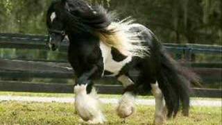 Gypsy Vanner Horse [upl. by Croteau]