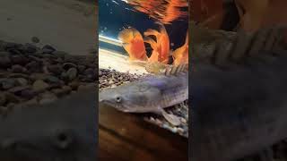 Fish tank � water change 😋 beatbox fish cichlids [upl. by Winshell371]