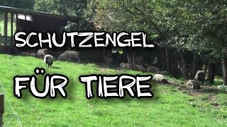 Schutzengel für Tiere [upl. by Zacharia]