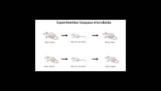 Microbiota intestinal y obesidad [upl. by Icnarf]