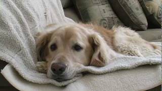 Young Golden Retriever Tries to Get Old Dog to Play Short Film [upl. by Ainnos129]