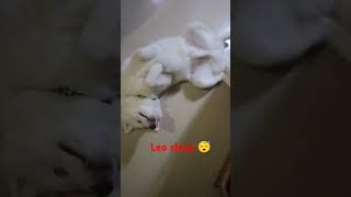 Leo sleep 😴shortvideo shorts reels viralvideo [upl. by Halla]