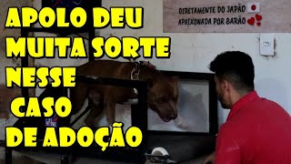 O Destino do Pitbull Apolo só podia ser esse Nem todos tem essa Sorte [upl. by Catton663]