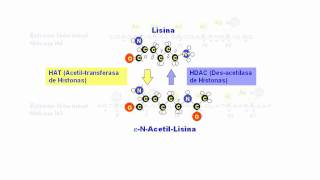 La acetilación de histonas [upl. by Caines700]