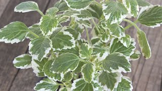 Poda y reproducción del incienso Plectranthus coleoides  Bricomanía  Jardinatis [upl. by Laspisa514]