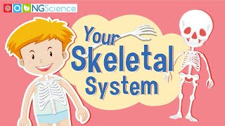 Your Skeletal System [upl. by Ayikaz]