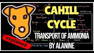 Transport of ammonia by alanine GlucoseAlanine cycle Cahill cycle First Aid explained [upl. by Coleville]