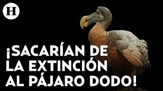 ¿Revivirán la especie Empresa de biotecnología e ingeniería genética busca revivir al pájaro dodo [upl. by Tisha]