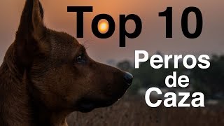 Los 10 Mejores Perros de Caza [upl. by Nilla]