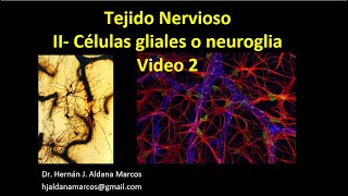 Tejido Nervioso Glía o neuroglía Parte 2 de 3 Hernán J Aldana Marcos [upl. by Helli]