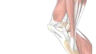 Tendons vs Ligaments  Whats the Difference [upl. by Faust801]