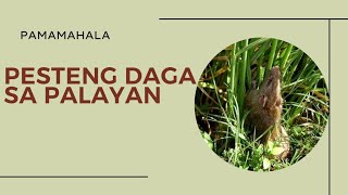 PAMAMAHALA SA PESTENG DAGA SA PALAYAN [upl. by Ained]