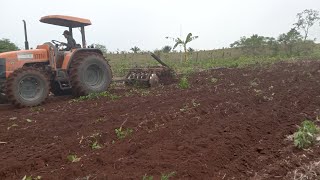 Nova Técnica para cortar Ramas de Mandiocas para Plantar [upl. by Bronwen]