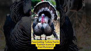 Fascinating Turkey Facts Fashion Icons amp Fast Runnersshorts animalfacts animallover nature [upl. by Benito450]