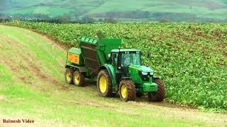 Lifting Fodder Beet with John Deere 6150R and Armer Salmon [upl. by Lacy]