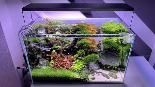 60P High tech Fish tank Aquascape 3 months update cinematic Twinstar 600s a CO2 [upl. by Satterfield]