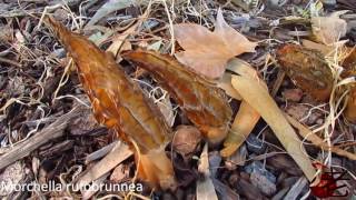 Morchella rufobrunnea Blushing Morel Australia [upl. by Bernadina]