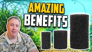 Why Using a PreFilter Sponge is Vital for Your Aquarium [upl. by Amador]