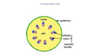 Continuation Internal structure of the leaf [upl. by Ruddie]