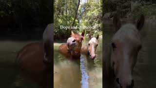 They’re Divine 🤩 horse equestrian roadto500subs [upl. by Azarcon]