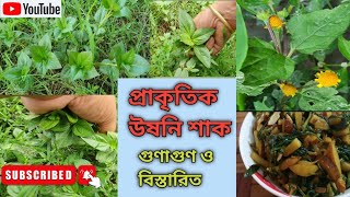 প্রাকৃতিক উষনি শাকগুণাগুণ ও বিস্তারিত।।Acmella oleracea।।Collecting and cooking natural vegetables [upl. by Airdnala182]