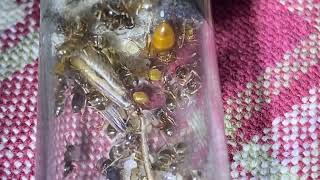 Lasius Subumbratus Update [upl. by Winnah296]