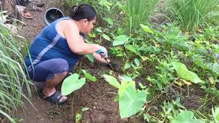 Harvesting Malungay and Tanglad for everyday used plants edibleplants farming [upl. by Lonyer212]