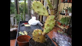 How to repot amp Prune an Opuntia Cactus Plant [upl. by Norvall]