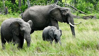 African Elephants Loxodonta africana and Loxodonta cyclotis 🐘 Africa Tour Vineet Kumar IFS [upl. by Yeneffit51]