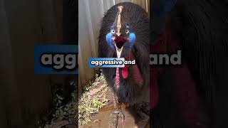 Cassowary The Worlds Most Dangerous Bird That Can Kick You Into Oblivion shorts [upl. by Ylloj]