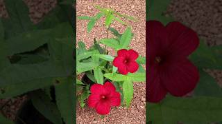 Kerala garden ideas  home garden Malayalam youtubeshorts trendingshorts flowers [upl. by Ocer564]