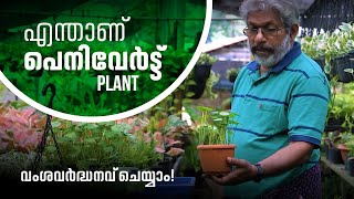 How to grow and propagate PennywortHydrocotyle Verticillata  Malayalam  GreenHome [upl. by Anaderol508]