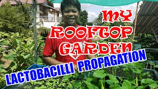 Lactobacilli Propagation  The Rooftop Gardener [upl. by Farnham]